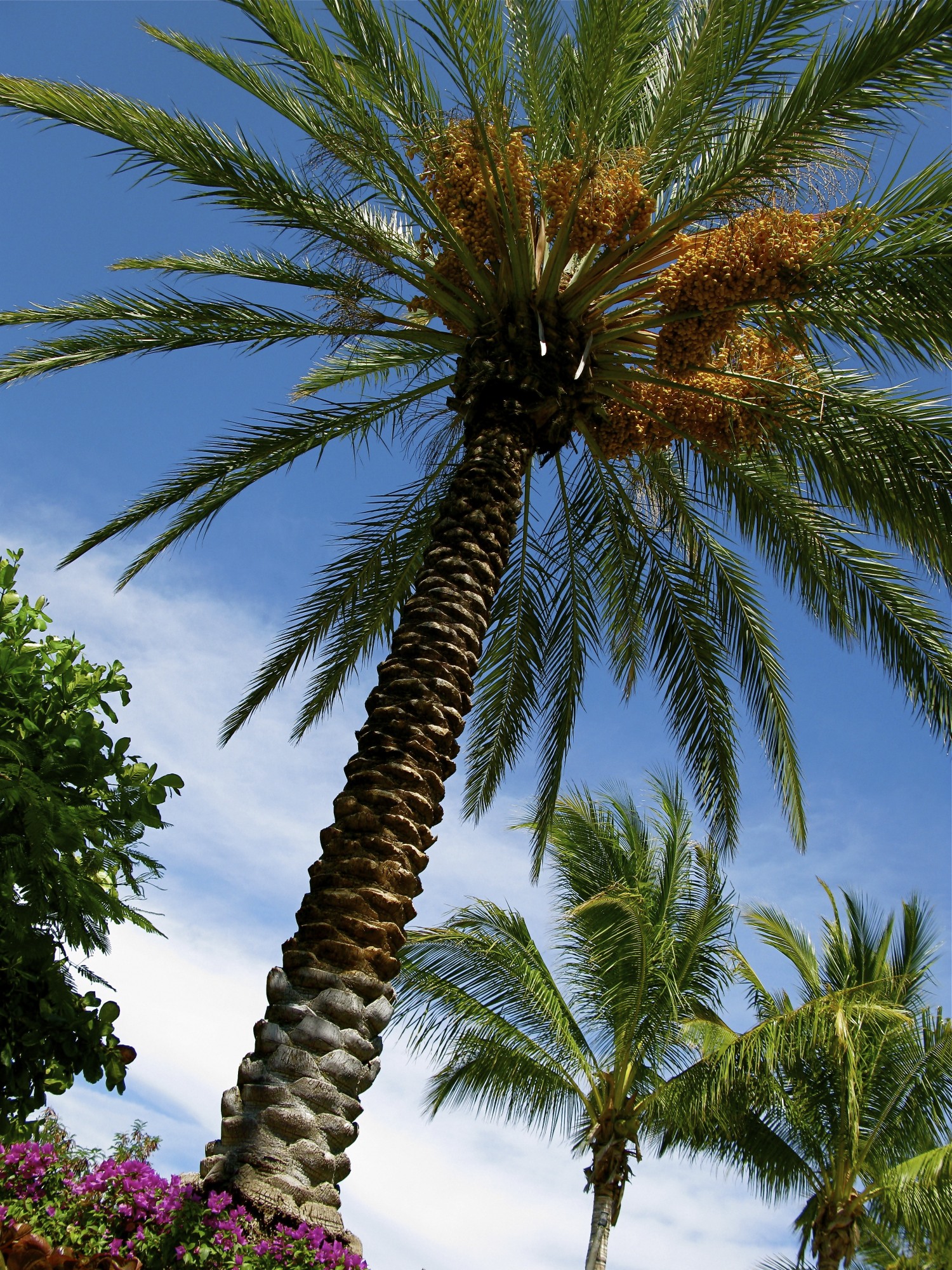 IMG_4550 Querencia and Palmilla