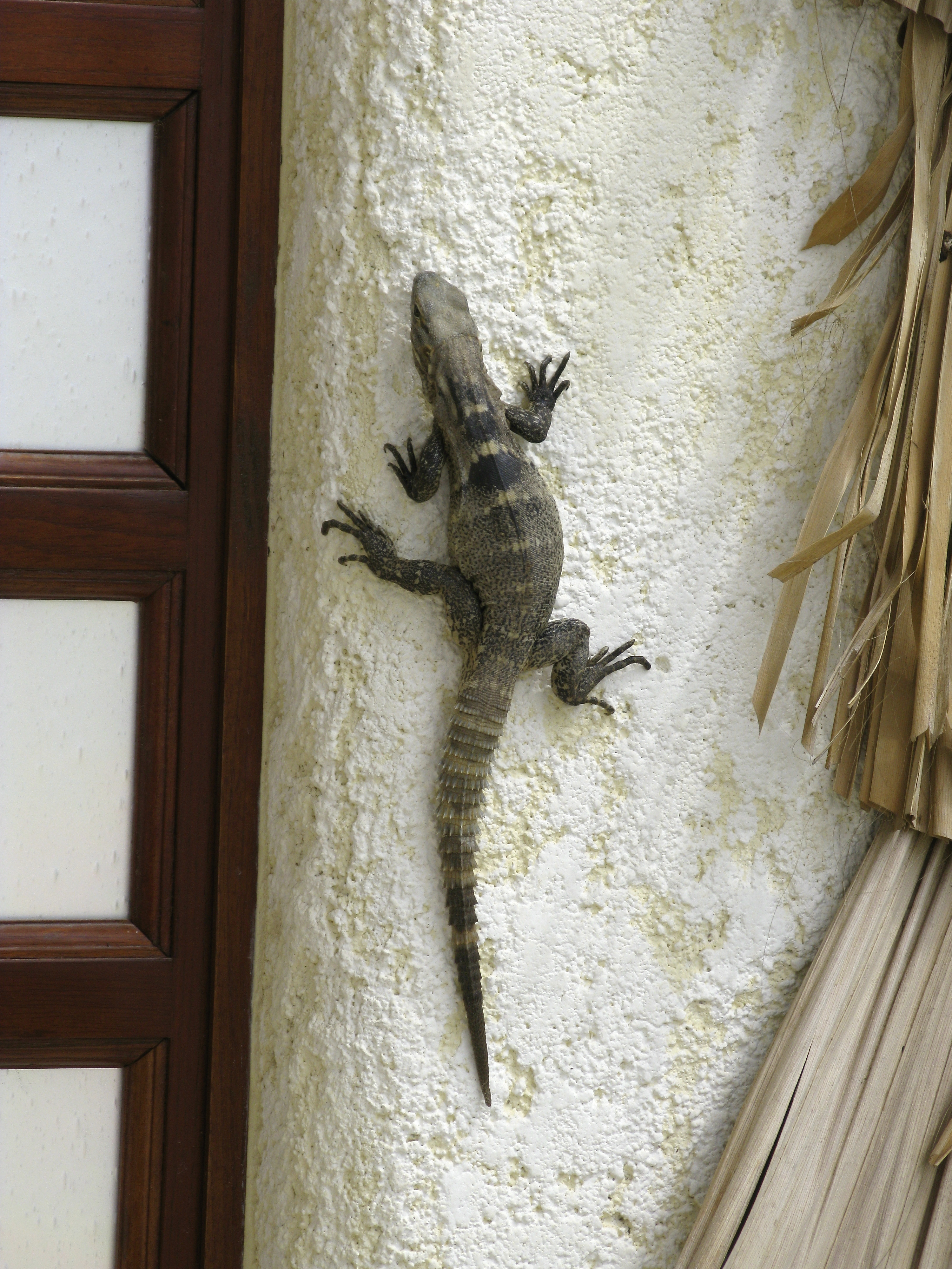 IMG_4972 Guess Who’s Coming for Breakfast?