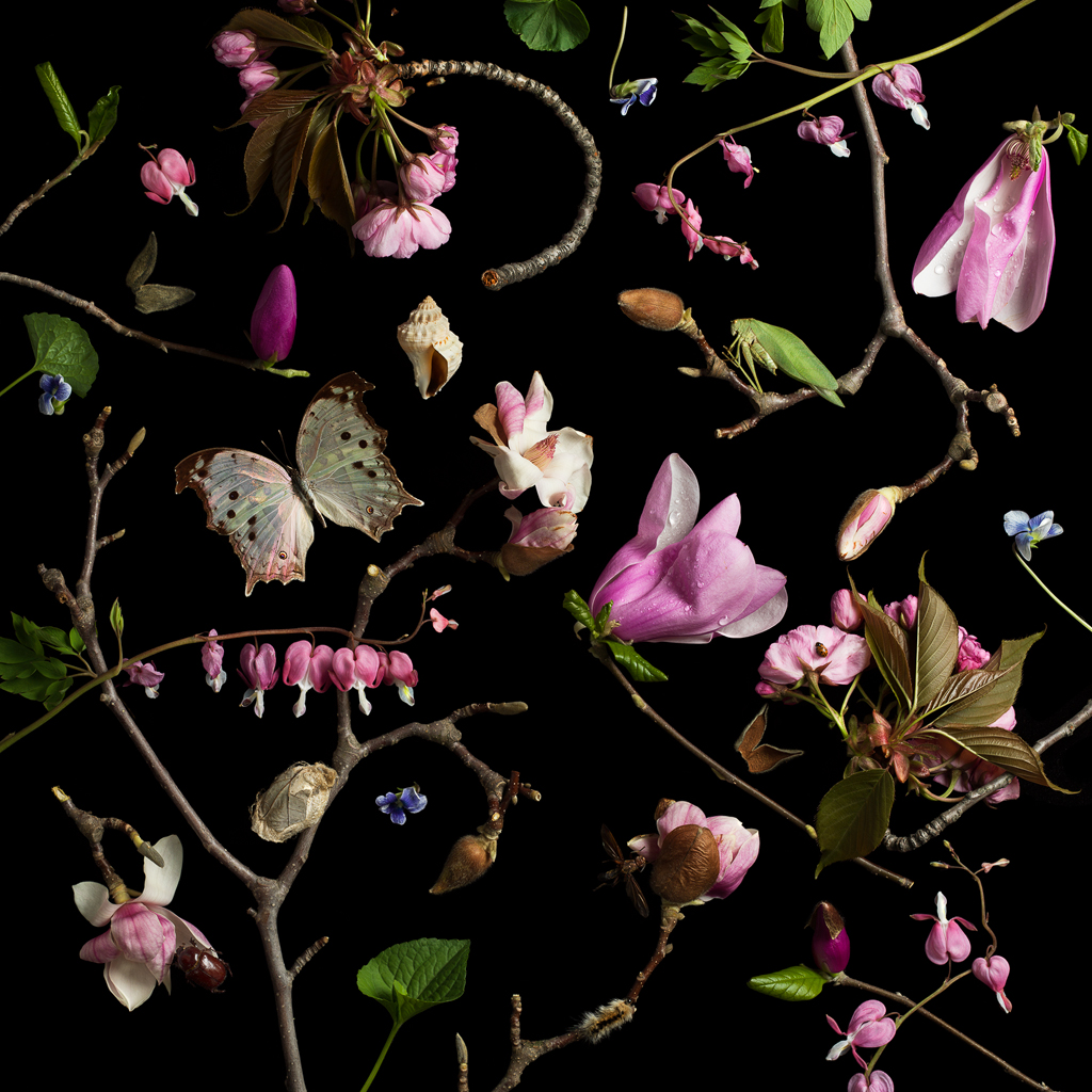 Botanical III (Bleeding Hearts and Magnolias), 2013