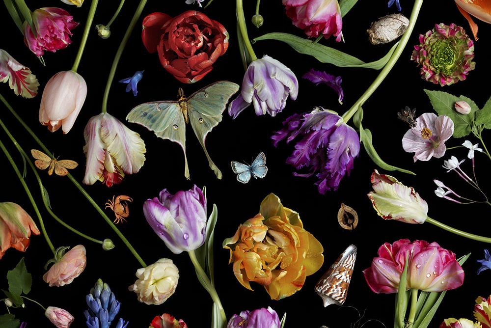 Botanical VII (Tulips), 2014