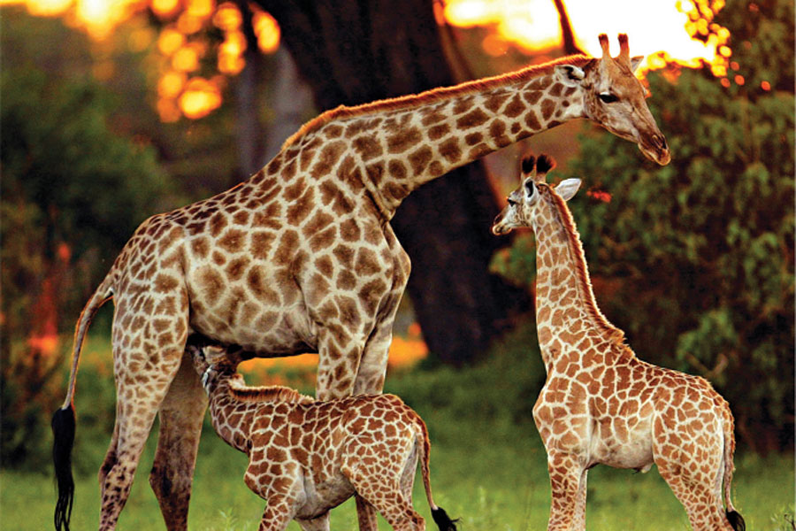 MicatoSafaris2