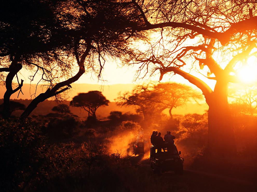 Jeeps At Dusk Beneath Baobab Trees Tarangire National Park