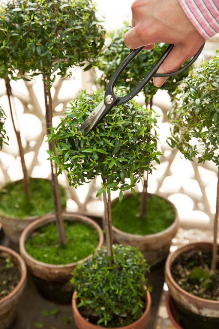 How to build your holiday topiary in 8 steps